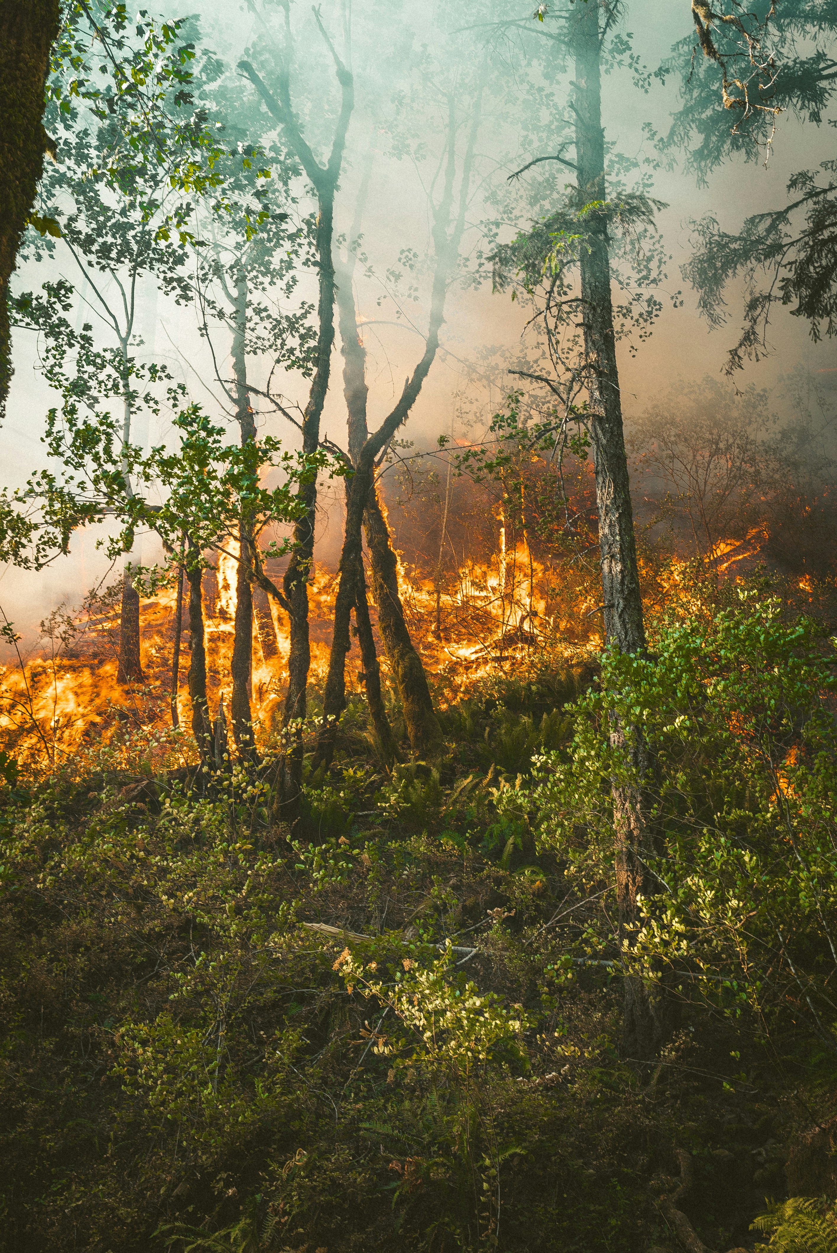 Aman Meliput Bencana Kebakaran Hutan dan Asap